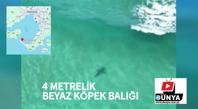 DİKKAT! Köpek balığı Melbourne kıyılarında