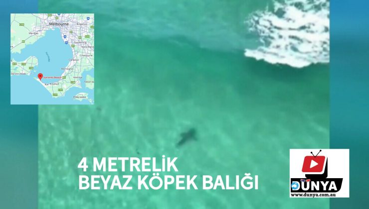 DİKKAT! Köpek balığı Melbourne kıyılarında