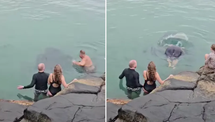 VATOZLARA (stingrays) DOKUNMAK TEHLİKELİ Mİ?