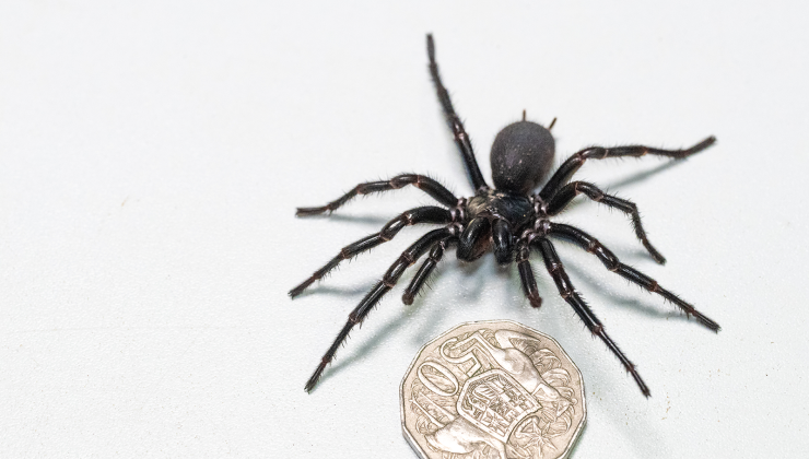 TÜRÜNÜN EN BÜYÜĞÜNÜ YEREL BİR SAKİN YAKALADI Ölümcül