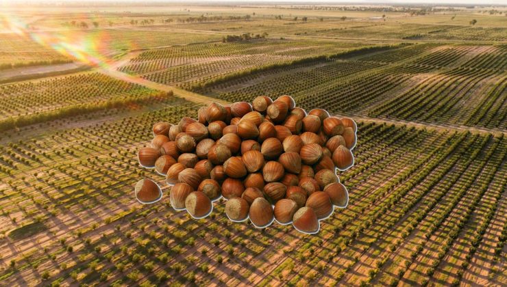 Ferrero Avustralya’daki kumarı kaybetti AĞAÇLAR SÖKÜLÜYOR