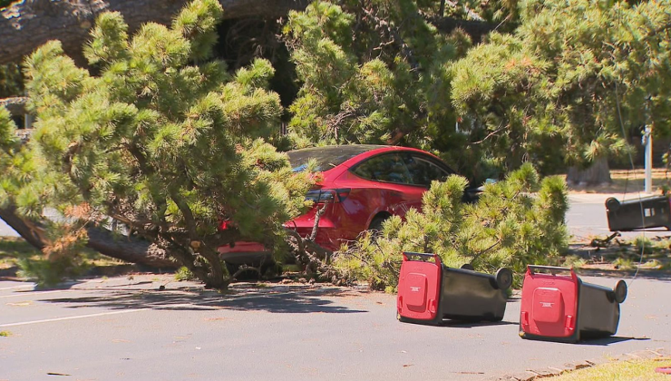 15 MT’lik AĞAÇ ARACIN ÜZERİNE DEVRİLDİ