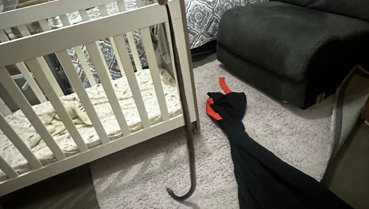 YILANLAR ODA İÇLERİNE GİRMEYE BAŞLADI