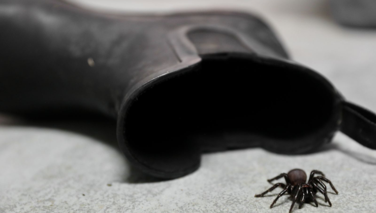 Dikkat! ÖRÜMCEKLER BU ARALAR ÇOĞALACAK