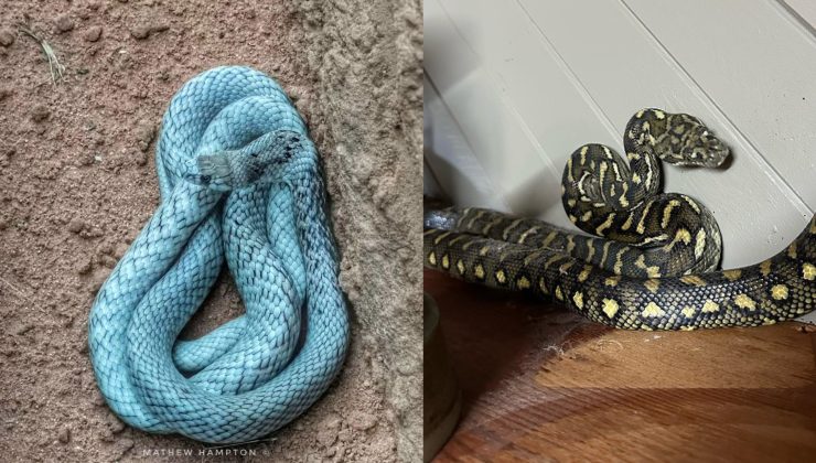 Hiç mavi yılan gördünüz mü?