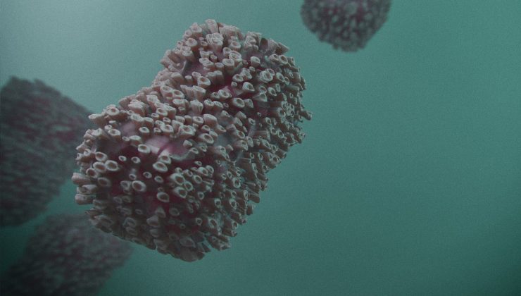 Victoria’da üç yeni maymun çiçeği vakası tespit edildi