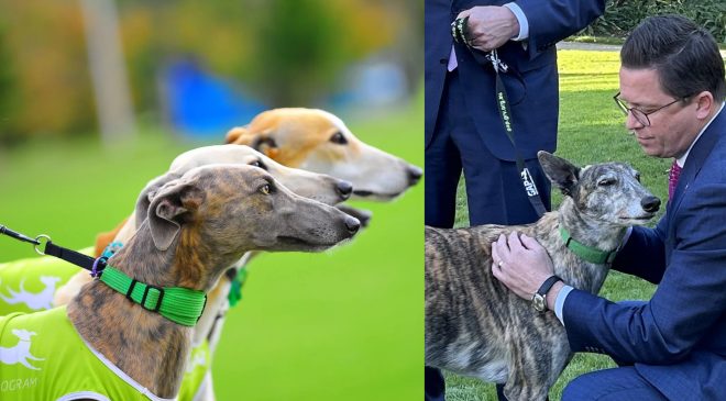 Köpeklerin refahı için $2 milyon fon