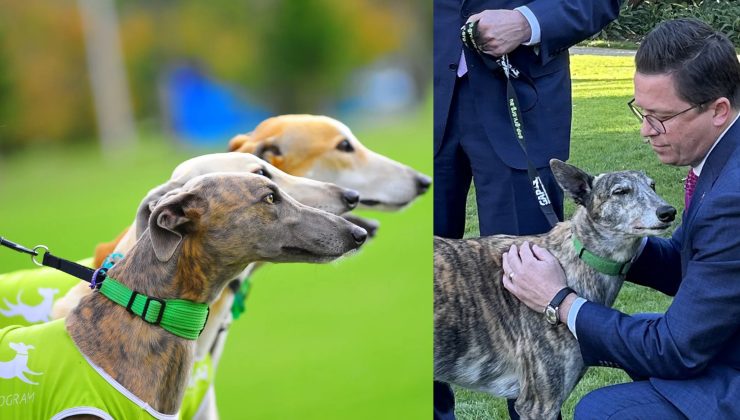 Köpeklerin refahı için $2 milyon fon