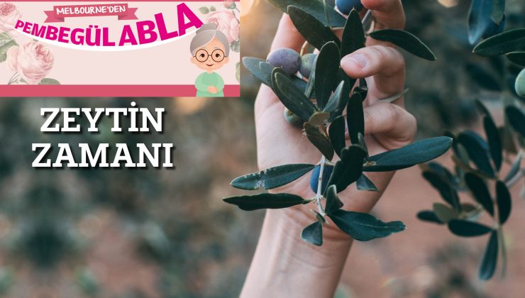 ZEYTİN ZAMANI