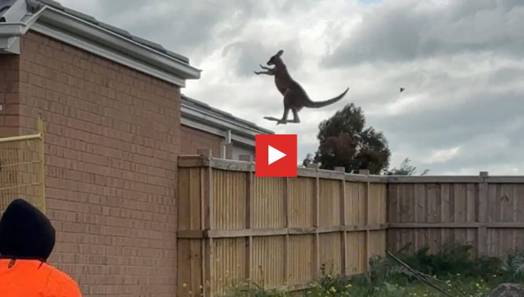 Avustralya’da Eşsiz Kanguru Görüntüsü