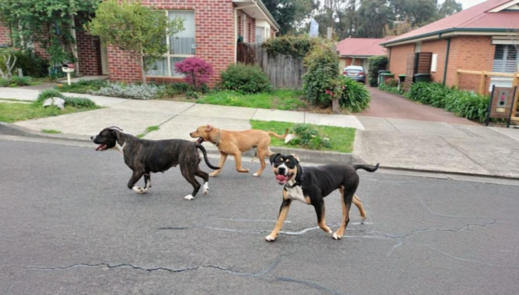 HUME’DE KÖPEK SALDIRISI