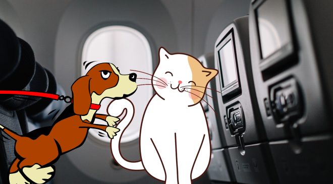 Evcil Hayvanlar Kabin İçine Alınabilecek