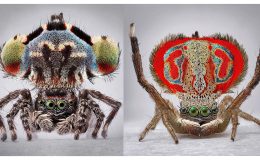 Avustralya’nın Maratus Örümcekleri