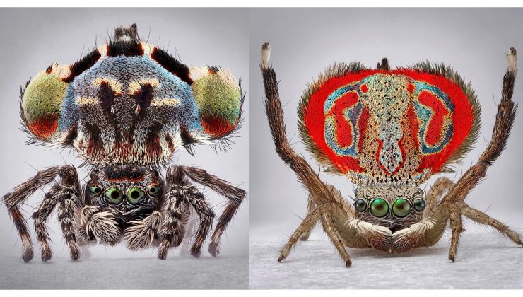 Avustralya’nın Maratus Örümcekleri