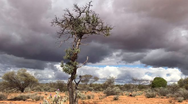 Avustralya’nın Kokusuyla Meşhur Sandal Ağacı
