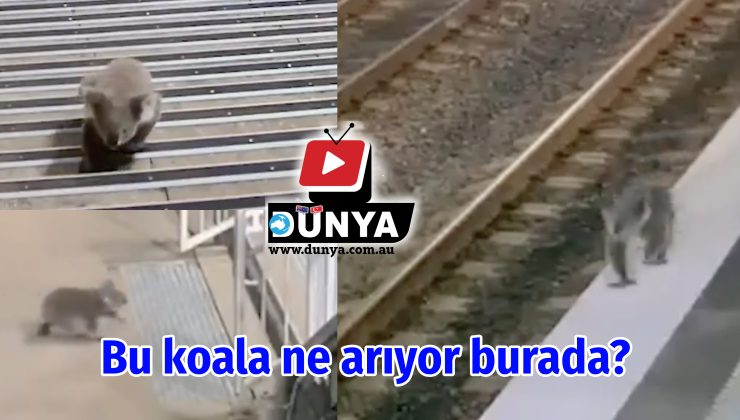 Şehirdeki yolculuk: Koala Casula’da!