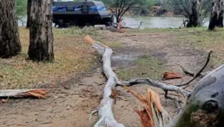 AĞAÇ DEVRİLMESİ VICTORIA’DA YİNE CAN ALDI