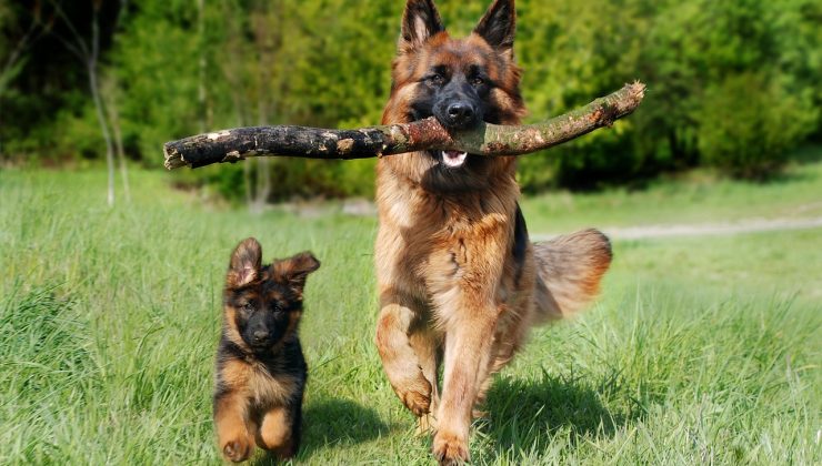 NSW’de Köpek Vuran Şahıslar Tutuklandı