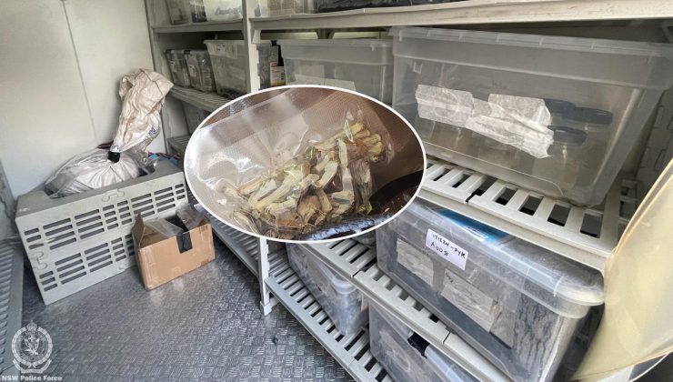 Sydney’de uyuşturucu üretim laboratuvarı