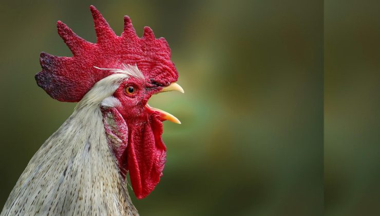 Avustralya’da Kuş Gribi Yeniden Başladı