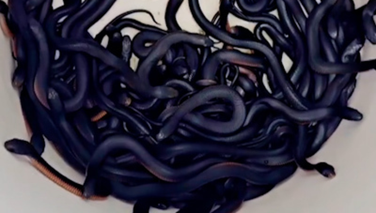 Sydney’de Mulç Yığınının İçinden 102 Yılan Çıktı!