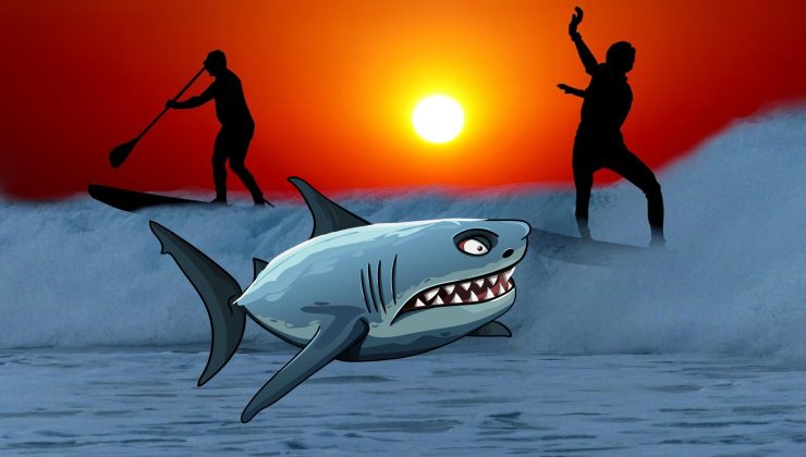 SÖRFÇÜ KAYIP! Korkunç bir köpekbalığı saldırısı