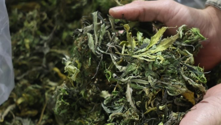 Tıbbi kenevir yetiştiricileri dertli