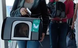 Avustralya’da Bir İlk: Evcil Hayvanlar Kabinde