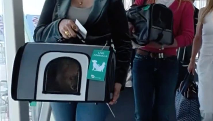 Avustralya’da Bir İlk: Evcil Hayvanlar Kabinde