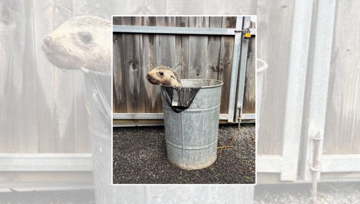 Fok yavrusu… Çöp kutusunda bulundu