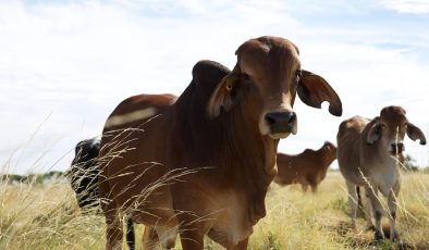Trump vergileri kaldırdı: Avustralya eti nefes aldı
