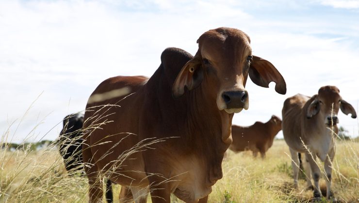 Trump vergileri kaldırdı: Avustralya eti nefes aldı