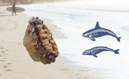 Victoria kıyısında 20 milyon yıllık fosil bulundu