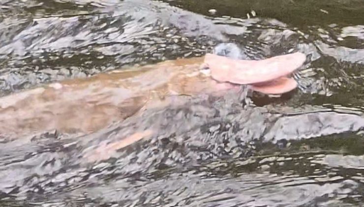 200 YILDA BİR Victoria’da nadir görülen o balık!