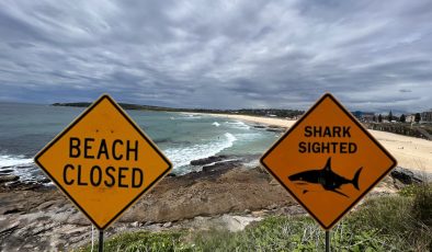 SYDNEY 48 saatte dört köpekbalığı vakası