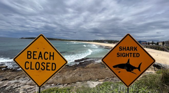 SYDNEY 48 saatte dört köpekbalığı vakası