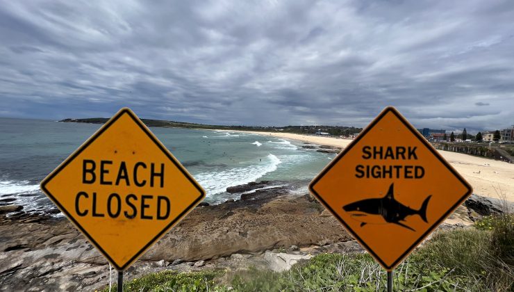 SYDNEY 48 saatte dört köpekbalığı vakası