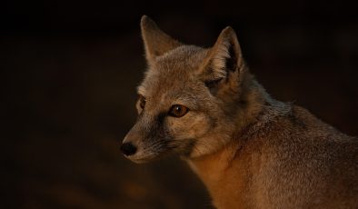 Melbourne’un Kuzeyinde Tilki Saldırısı