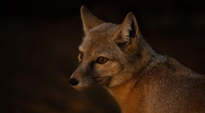 Melbourne’un Kuzeyinde Tilki Saldırısı