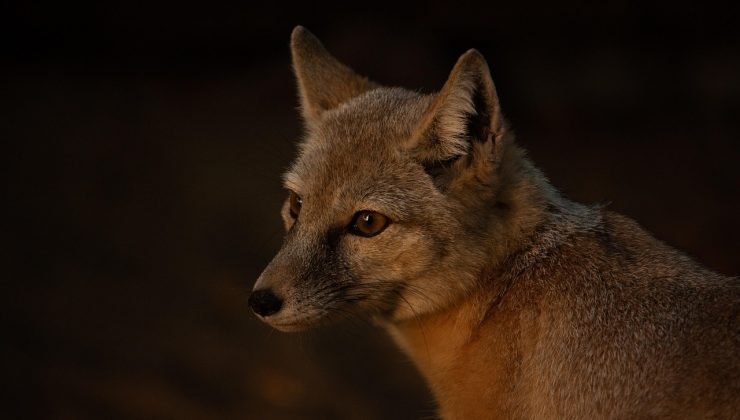 Melbourne’un Kuzeyinde Tilki Saldırısı