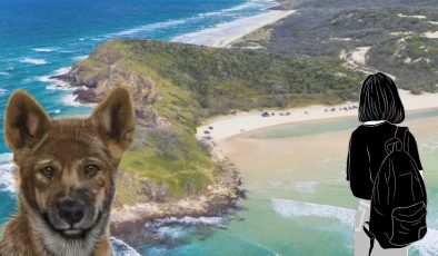 Backpacker plajda ölü bulundu 12 DINGO VARDI