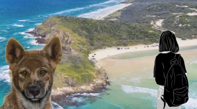 Backpacker plajda ölü bulundu 12 DINGO VARDI
