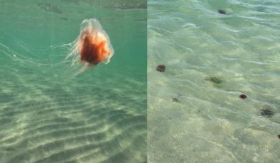 Denizanası alarmı: Sandringham Beach kapatıldı