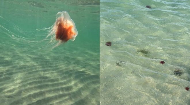 Denizanası alarmı: Sandringham Beach kapatıldı