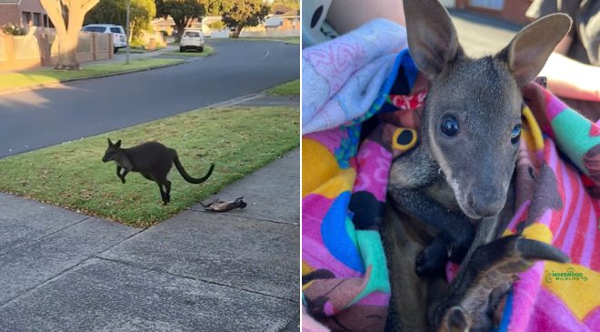 Yavru annesinin kesesinden düştü