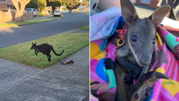 Yavru annesinin kesesinden düştü