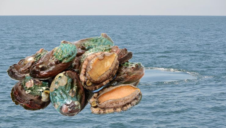 Kaçak avcılığa karşı sert uyarı