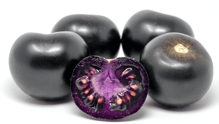 Genetiği Değiştirilmiş Domatese Avustralya’da Onay