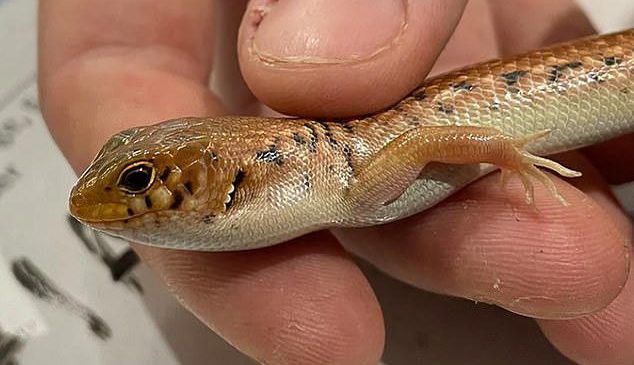 Sürüngen Kaçakçısına Rekor Hapis Cezası