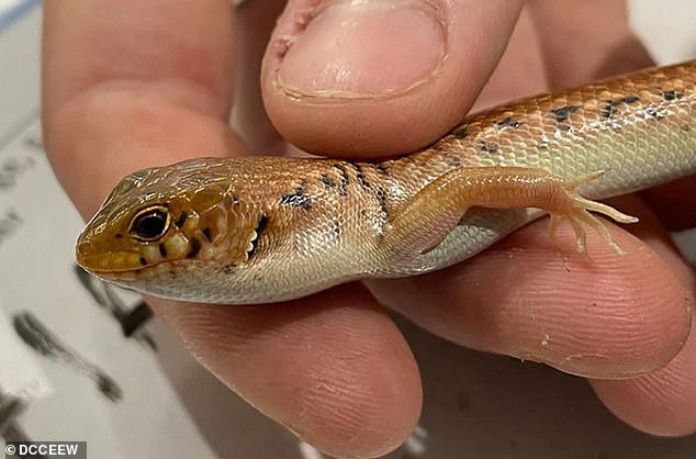 Sürüngen Kaçakçısına Rekor Hapis Cezası